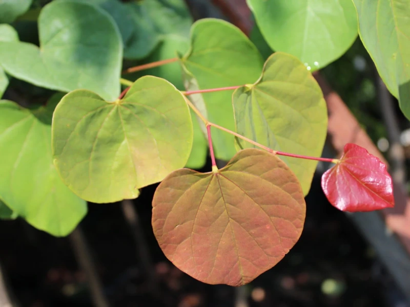 Redbud leaves