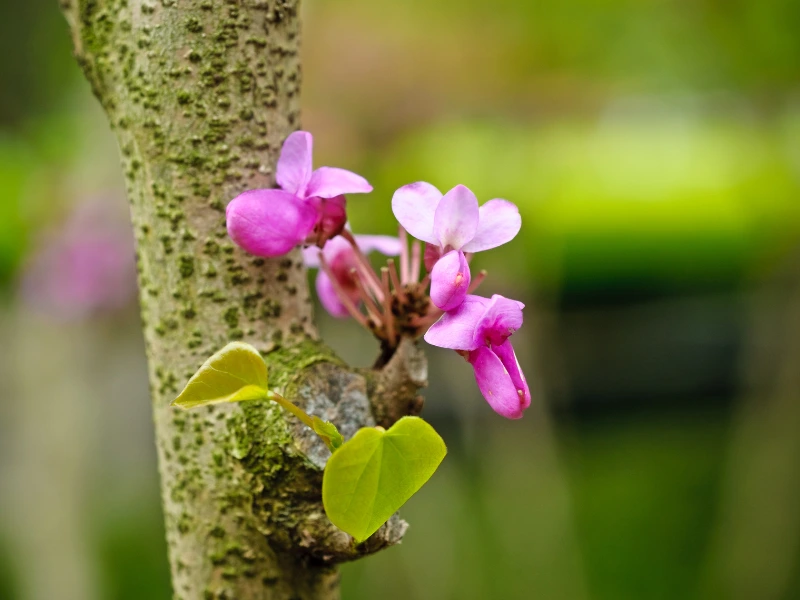 Redbud tree care