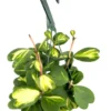 Reverse Variegated Sweet Heart Hoya Kerrii Vine - 6 Inch Hanging Pot Houseplant