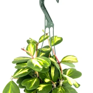 Reverse Variegated Sweet Heart Hoya Kerrii Vine - 6 Inch Hanging Pot Houseplant