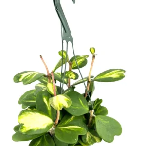 Reverse Variegated Sweet Heart Hoya Kerrii Vine - 6 Inch Hanging Pot Houseplant