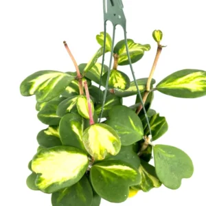 Reverse Variegated Sweet Heart Hoya Kerrii Vine - 6 Inch Hanging Pot Houseplant