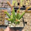 Rhipsalis cereoides Rooted Plant - 2" Pot - Easy to Grow Houseplant