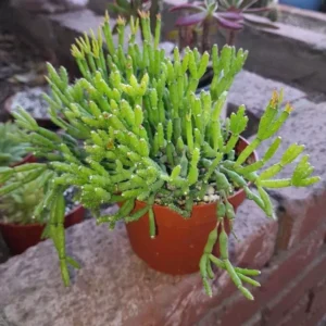Rhipsalis cereoides Rooted Plant - 2" Pot - Easy to Grow Houseplant