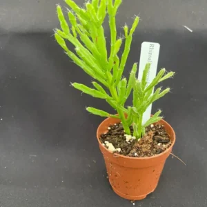 Rhipsalis cereoides Rooted Plant - 2