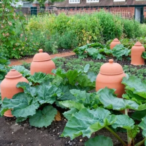 Rhubarb Bareroots Pack of 5 - Giant Rhubarb Crowns