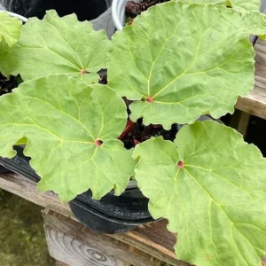 Rhubarb Bareroots Pack of 5 - Giant Rhubarb Crowns