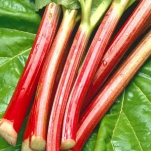 Rhubarb Bareroots Pack of 5 - Giant Rhubarb Crowns