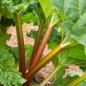 Rhubarb Bareroots Pack of 5 - Giant Rhubarb Crowns