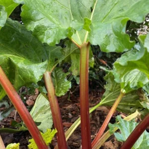 Rhubarb Bareroots Pack of 5 - Giant Rhubarb Crowns