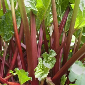 Rhubarb Bareroots Pack of 5 - Giant Rhubarb Crowns