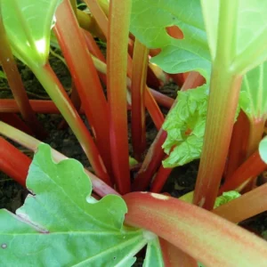 Rhubarb Bareroots Pack of 5 - Giant Rhubarb Crowns