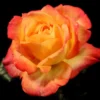 Rio Samba Rose Live Plant - Yellow Orange Flower - Hybrid Tea Rose