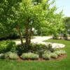 River Birch Multi-Stem Clump Tree - 1 Qt Pot Betulanigra Plant 6-12 Inch Tall Shade Tree