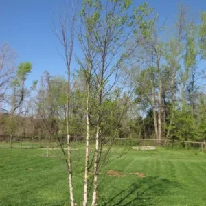 River Birch Multi-Stem Clump Tree - 1 Qt Pot Betulanigra Plant 6-12 Inch Tall Shade Tree
