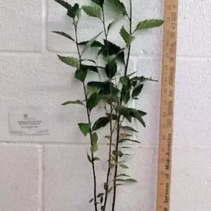 River Birch Multi-Stem Clump Tree - 1 Qt Pot Betulanigra Plant 6-12 Inch Tall Shade Tree