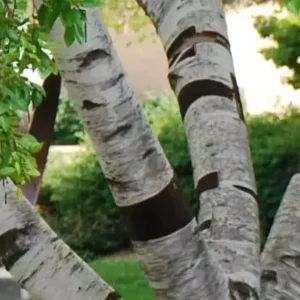 River Birch Multi-Stem Clump Tree - 1 Qt Pot Betulanigra Plant 6-12 Inch Tall Shade Tree