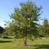 River Birch Tree - Single Stem Betulanigra Plant - 6-12 Inch Qt Pot