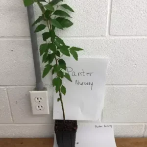 River Birch Tree - Single Stem Betulanigra Plant - 6-12 Inch Qt Pot