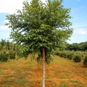 River Birch Tree - Single Stem Betulanigra Plant - 6-12 Inch Qt Pot