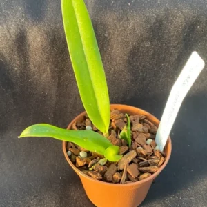 Rlc. Memoria Anna Balmores 'Carmela' Cattleya Orchid Plant - 2.5" Pot - Fragrant White Flowers