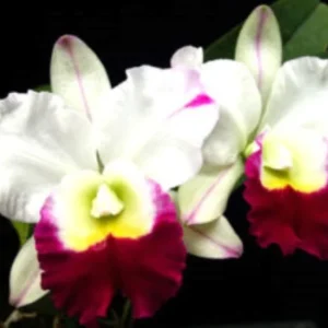Rlc. Memoria Anna Balmores 'Carmela' Cattleya Orchid Plant - 2.5