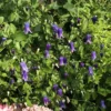 Roguchi Clematis Vine - Purple Flower Plant - 2.5" Pot - Non-Vining