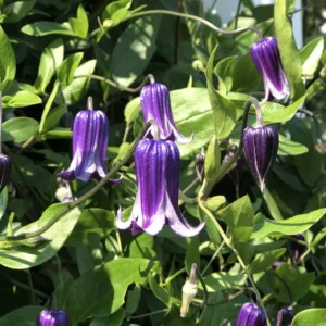 Roguchi Clematis Vine - Purple Flower Plant - 2.5