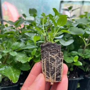 Ronica Blue Veronica Speedwell Live Plant Plug Well Rooted Long-Blooming Perennials