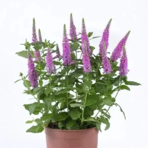 Ronica Fuchsia Veronica Speedwell Live Plant - Well-Rooted Plug - Long Blooming Perennials Flowers