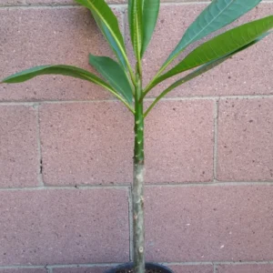 Rooted Pink Plumeria Plant - Cotton Candy - Tropical Flower Plant