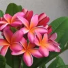 Rooted Pink Plumeria Plant Multi Tip Kaneohe Sunset Outdoor