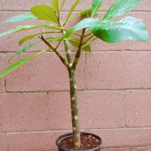 Rooted Pink Plumeria Plant Multi Tip Kaneohe Sunset Outdoor