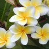 Rooted Plumeria Plant (Celadine) - 15 to 20" - Yellow/White Blooms - Container Ready