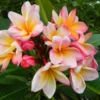 Rooted Plumeria Plant Cotton Candy PINK Flower Plant Garden Nursery