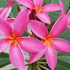 Rooted Plumeria Plant - Kaneohe Sunset and Celadine - 1 Gallon Pot - Mixed Bloom Colors