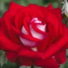Rosa 'Love' Live Plant - Grandiflora Red and White Rose Bush