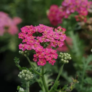 Rose Herb Yarrow Achillea Millefolium Live Plant 3 to 4