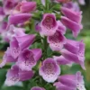 Rose Penstemon Foxglove Beardtongue Live Plant 2 Inch Pot - Healthy Starter Plant - Multicolor Flowering Shrub