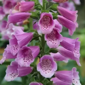 Rose Penstemon Foxglove Beardtongue Live Plant 2 Inch Pot - Healthy Starter Plant - Multicolor Flowering Shrub