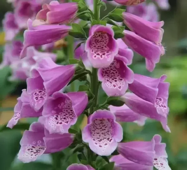 Rose Penstemon Foxglove Beardtongue Live Plant 2 Inch Pot - Healthy Starter Plant - Multicolor Flowering Shrub