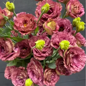 Roseanne Brown Lisianthus Live Plant Healthy Potted Flower 3 to 4