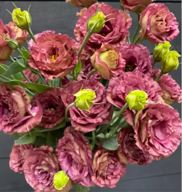 Roseanne Brown Lisianthus Live Plant Healthy Potted Flower 3 to 4" Pot Purple Green