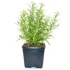 Rosemary Herb Plant Salvia Rosmarinus 8-10 inch Height 4 inch Pot Live Plant
