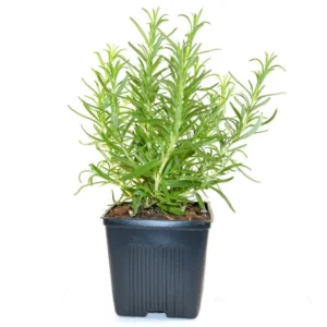 Rosemary Herb Plant Salvia Rosmarinus 8-10 inch Height 4 inch Pot Live Plant