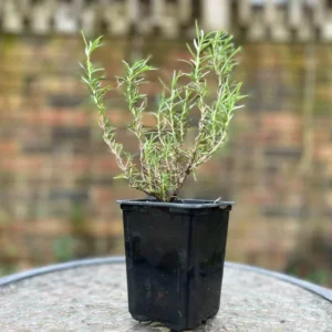 Rosemary Tuscan Blue Herb Live Plant Collection - Organically Grown 3 to 4