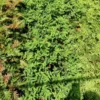 Royal Fern Osmunda Regalis Potted Plant 5.25" Green Perennial