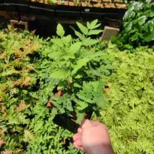 Royal Fern Osmunda Regalis Potted Plant 5.25