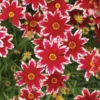 Ruby Frost Coreopsis Lanceolata Plant - Laceleaf Tickseed Live Plant - Healthy Starter Plant