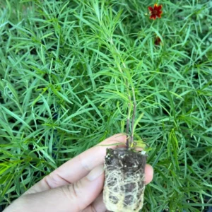 Ruby Frost Coreopsis Lanceolata Plant - Laceleaf Tickseed Live Plant - Healthy Starter Plant